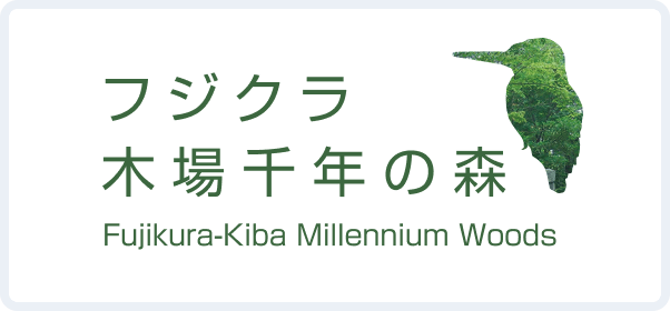 フジクラ 木場千円の森
