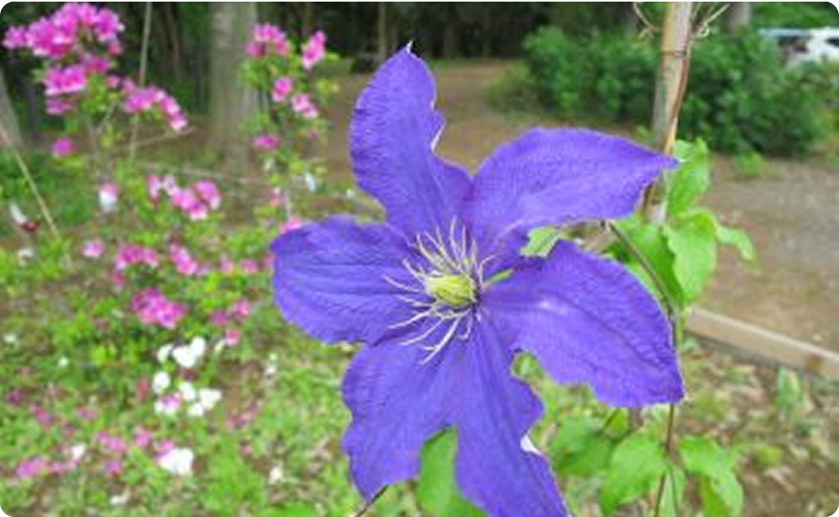 みんなの花壇